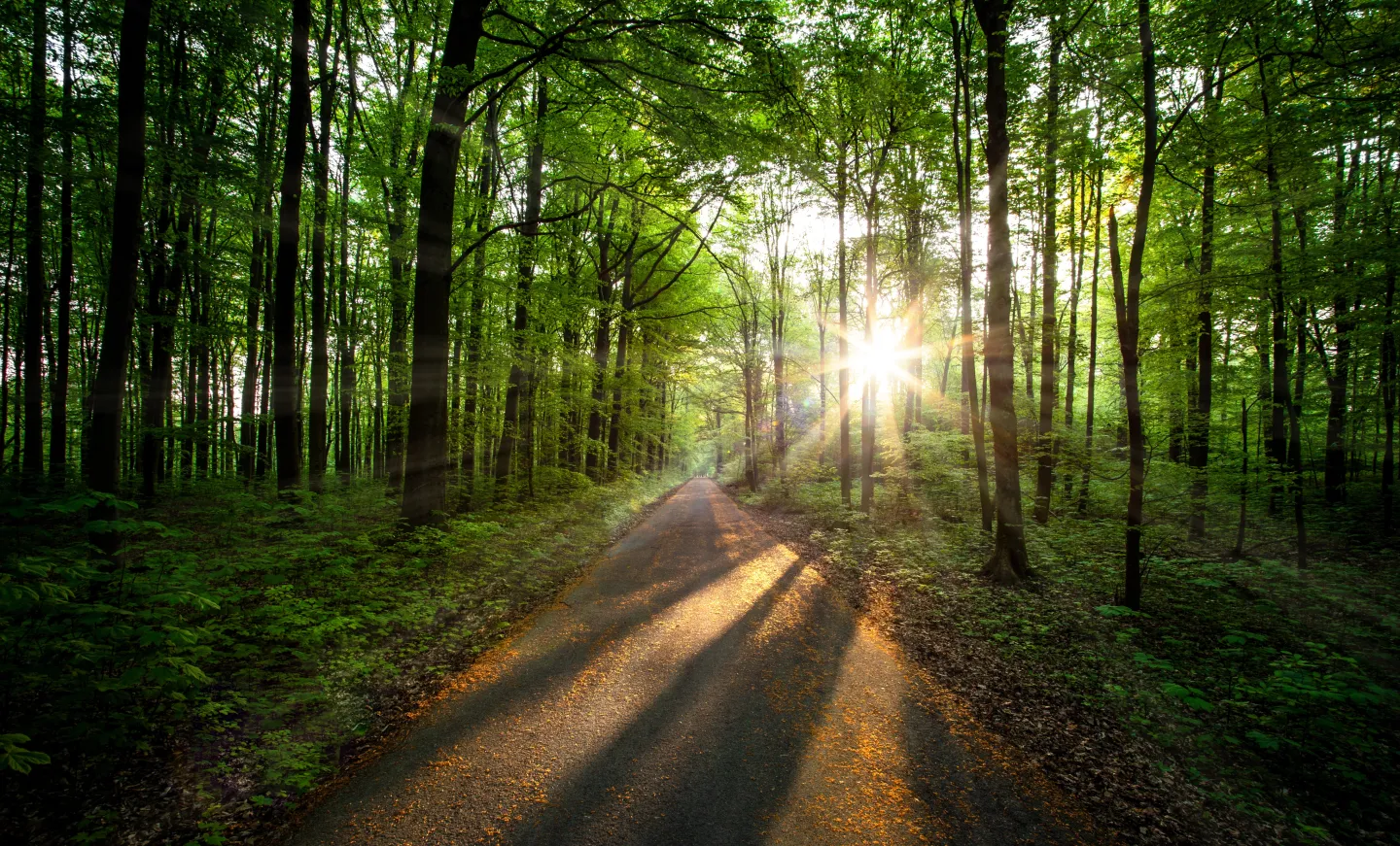 Im Wald